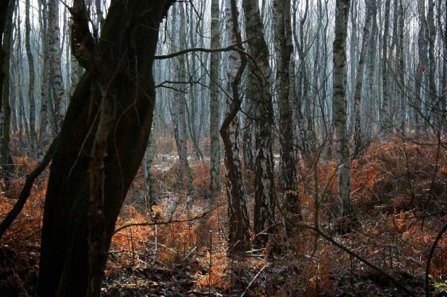 Neustadt am Rübenberge - Totes Moor Neustadt am Rübenberge - Totes Moor
