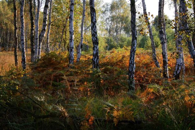 Neustadt am Rübenberge - Totes Moor Neustadt am Rübenberge - Totes Moor
