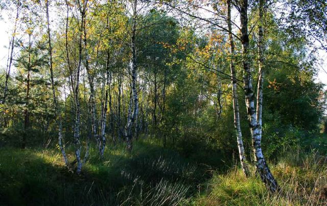 Neustadt am Rübenberge - Totes Moor Neustadt am Rübenberge - Totes Moor