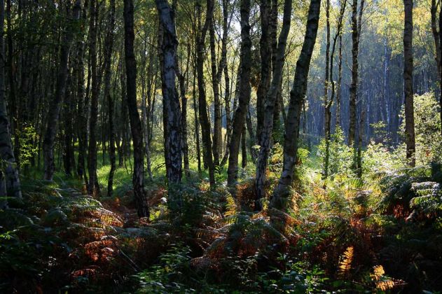 Neustadt am Rübenberge - Totes Moor Neustadt am Rübenberge - Totes Moor