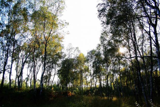 Neustadt am Rübenberge - Totes Moor Neustadt am Rübenberge - Totes Moor