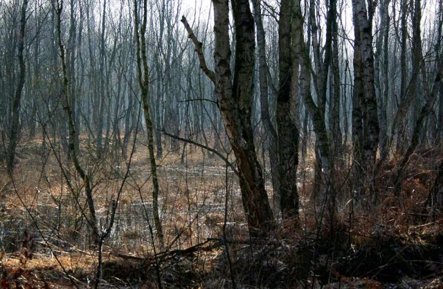 Neustadt am Rübenberge - Totes Moor Neustadt am Rübenberge - Totes Moor