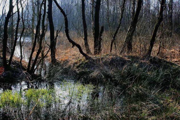 Neustadt am Rübenberge - Totes Moor Neustadt am Rübenberge - Totes Moor
