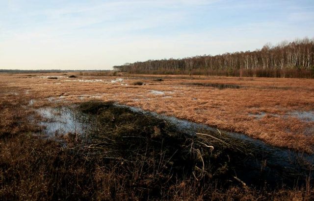 Neustadt am Rübenberge - Totes Moor Neustadt am Rübenberge - Totes Moor