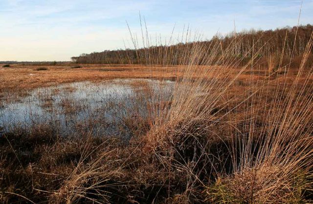 Neustadt am Rübenberge - Totes Moor Neustadt am Rübenberge - Totes Moor