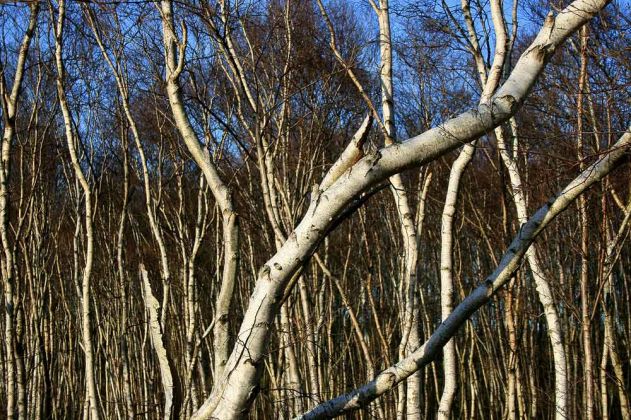 Neustadt am Rübenberge - Totes Moor Neustadt am Rübenberge - Totes Moor