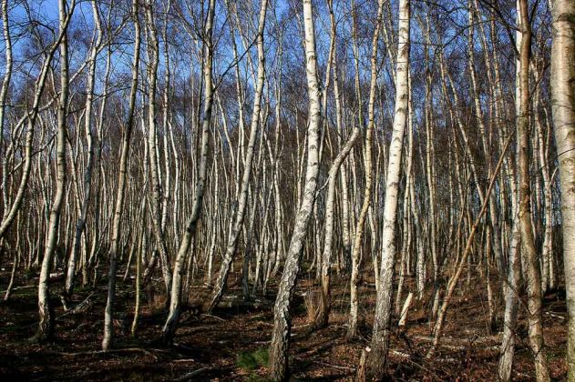 Neustadt am Rübenberge - Totes Moor Neustadt am Rübenberge - Totes Moor