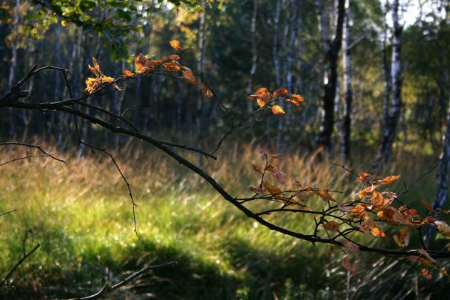Neustadt am Rübenberge - Totes Moor Neustadt am Rübenberge - Totes Moor