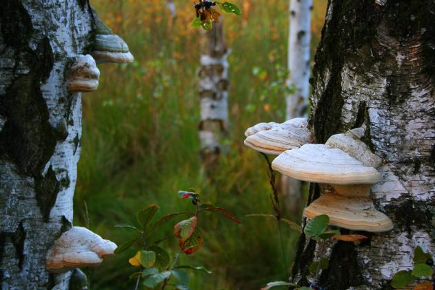 Neustadt am Rübenberge - Totes Moor Neustadt am Rübenberge - Totes Moor