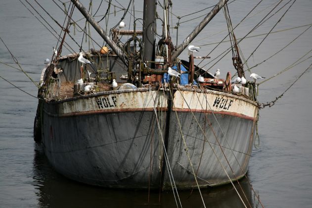 Schlüsselburg an der Mittelweser - Aalfänger der Flussfischer nördlich der Weserstaustufe Schlüsselburg an der Mittelweser - Aalfänger der Flussfischer nördlich der Weserstaustufe