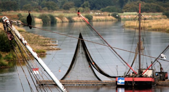 Schlüsselburg an der Mittelweser - Aalfänger der Flussfischer nördlich der Weserstaustufe Schlüsselburg an der Mittelweser - Aalfänger der Flussfischer nördlich der Weserstaustufe