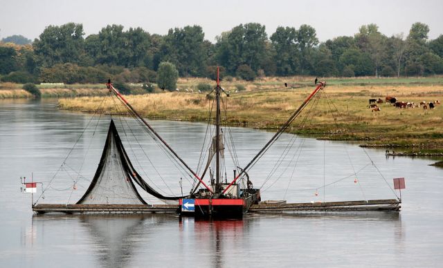 Schlüsselburg an der Mittelweser - Aalfänger der Flussfischer nördlich der Weserstaustufe Schlüsselburg an der Mittelweser - Aalfänger der Flussfischer nördlich der Weserstaustufe