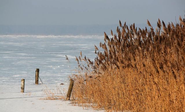 Das Steinhuder Meer im Winter - Schilf an der Badeinsel von Steinhude