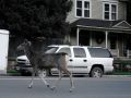 Eine Wapiti-Kuh überquert die Main Street, den US-Hwy 550, in Ouray, Colorado
