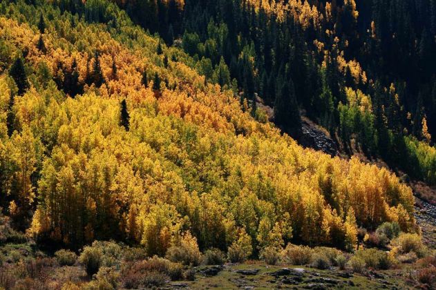 Indian Summer - Wald oberhalb Silvertons am Million Dollar Highway in Colorado Indian Summer - Wald oberhalb Silvertons am Million Dollar Highway in Colorado