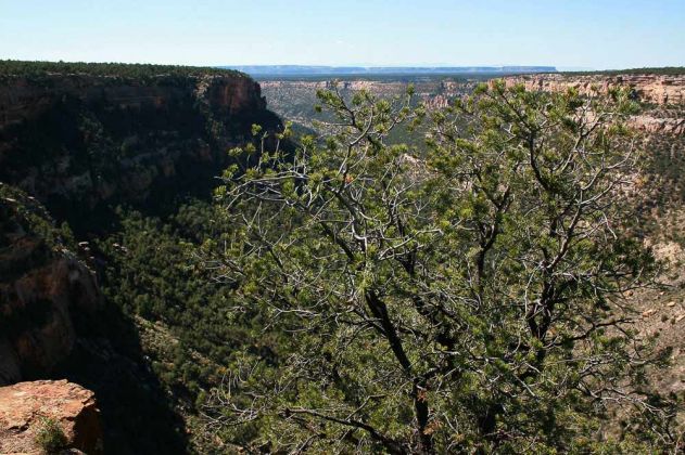 Navajo Canyon, Mesa Verde National Park - Colorado Navajo Canyon, Mesa Verde National Park - Colorado