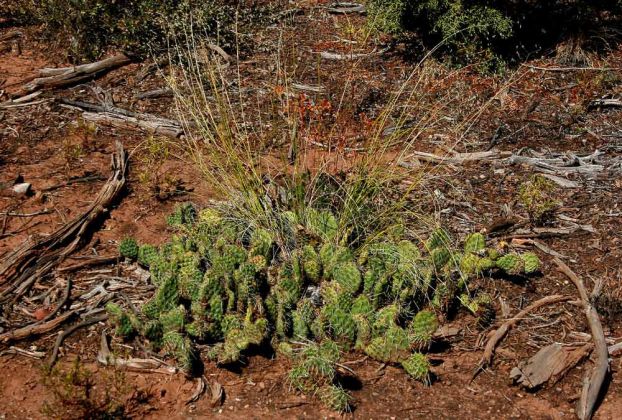 Kakteen im Mesa Verde National Park - Colorado Kakteen im Mesa Verde National Park - Colorado