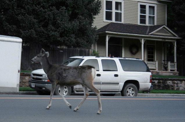 Ein Wapiti überquert die Main Road von Ouray - Million Dollar Highway, Colorado Ein Wapiti überquert die Main Road von Ouray - Million Dollar Highway, Colorado