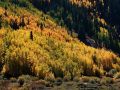 Indian Summer - Wald oberhalb Silvertons am Million Dollar Highway in Colorado