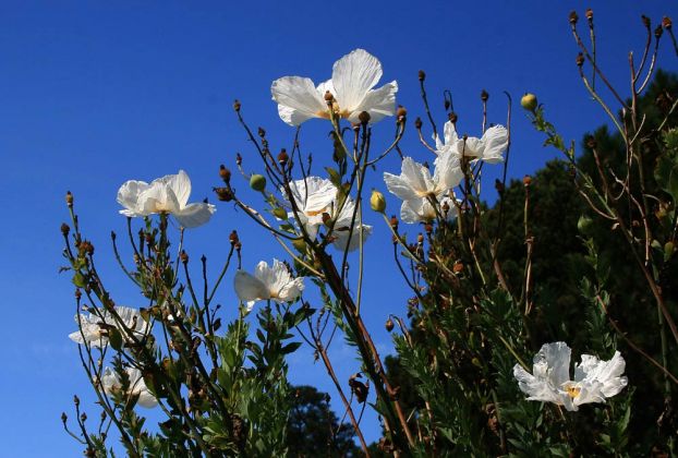 Big Sur am California Highway One - Pazifikküste Kalifornien, USA Big Sur am California Highway One - Pazifikküste Kalifornien, USA
