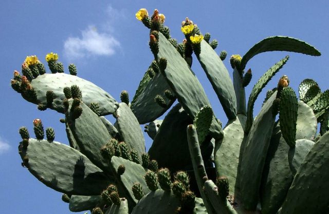 Avila Adobe, paseo of Olvera Street - El Pueblo de Los Angeles Avila Adobe, paseo of Olvera Street - El Pueblo de Los Angeles