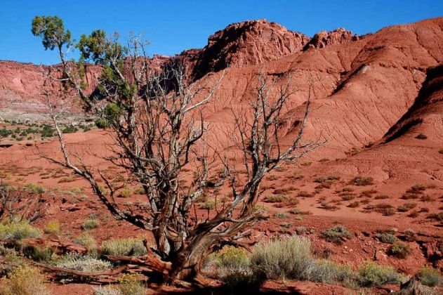 Capitol Reef National Park - Utah Capitol Reef National Park - Utah