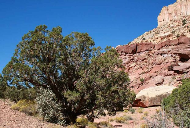 Capitol Gorge, Capitol Reef National Park - Utah Capitol Gorge, Capitol Reef National Park - Utah