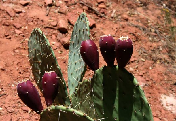 Feigenkaktus im Zion National Park - Utah Feigenkaktus im Zion National Park - Utah