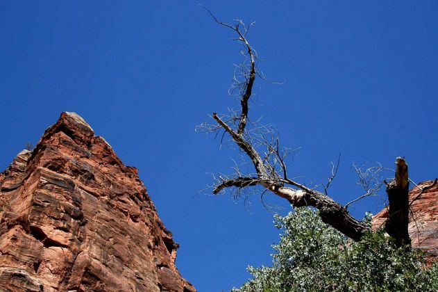 Zion National Park - Utah Zion National Park - Utah