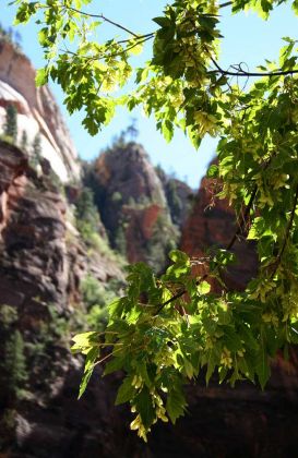 Zion National Park - Utah Zion National Park - Utah