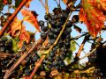 Weinreise in die Pfalz - Pfälzer Wein