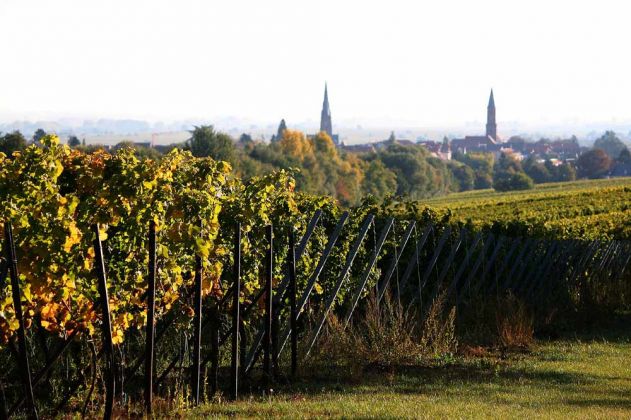 Weinreise in die Pfalz - Weinreben und Edenkoben