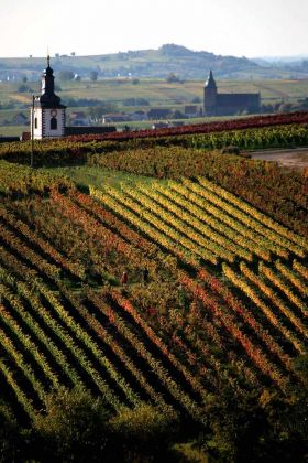 Weinreise in die Pfalz - Die deutsche Toskana