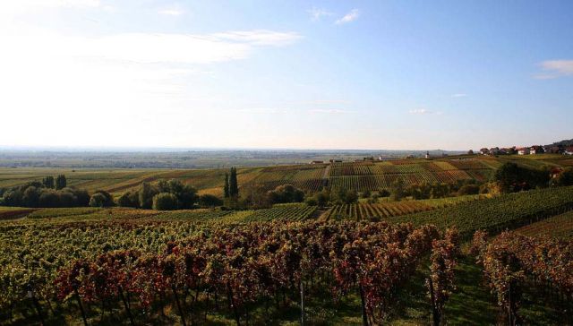 Weinreise in die Pfalz - Die deutsche Toskana