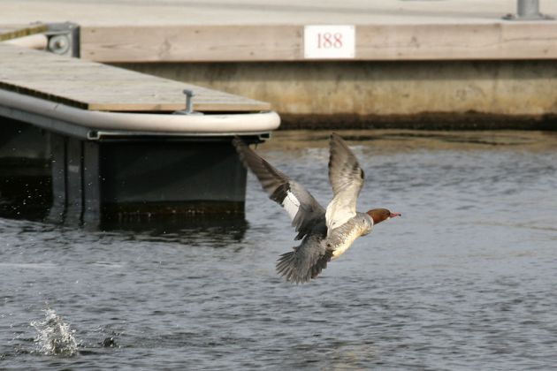 Kamień Pomorski, Cammin in Pommern - ein weiblicher Gänsesäger im Flug vor der Marina Kamień Pomorski, Cammin in Pommern - ein weiblicher Gänsesäger im Flug vor der Marina