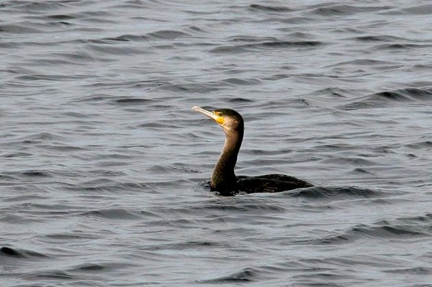 Kamień Pomorski, Cammin in Pommern - ein Kormoran schwimmt im Wasser der Marina Kamień Pomorski, Cammin in Pommern - ein Kormoran schwimmt im Wasser der Marina