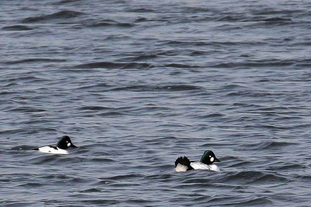 Kamień Pomorski, Cammin in Pommern - ‚Golden Eye‘, männliche Schellenten auf dem Camminer Bodden Kamień Pomorski, Cammin in Pommern - ‚Golden Eye‘, männliche Schellenten auf dem Camminer Bodden