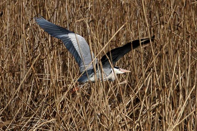 Kamień Pomorski, Cammin in Pommern - ‚ein Fisch- oder Graureiher im Schilf am Camminer Bodden gegenüber der Marina Kamień Pomorski, Cammin in Pommern - ‚ein Fisch- oder Graureiher im Schilf am Camminer Bodden gegenüber der Marina
