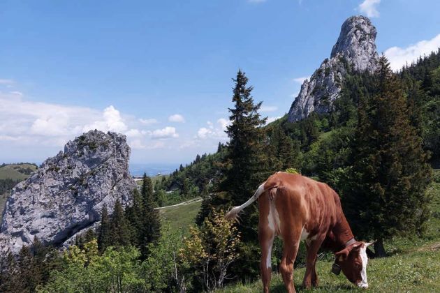 Die zackigen Gipfelfelsen der Kampenwand im Chiemgau Die zackigen Gipfelfelsen der Kampenwand im Chiemgau