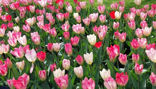 Der Keukenhof in Lisse nahe Amsterdam, das Tulpen-Paradies Der Keukenhof in Lisse nahe Amsterdam, das Tulpen-Paradies