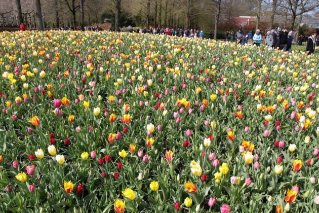 Der Keukenhof in Lisse nahe Amsterdam, ein Tulpen-Paradies Der Keukenhof in Lisse nahe Amsterdam, ein Tulpen-Paradies