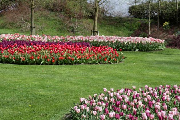 Der Keukenhof in Lisse nahe Amsterdam, ein Tulpen-Paradies Der Keukenhof in Lisse nahe Amsterdam, ein Tulpen-Paradies