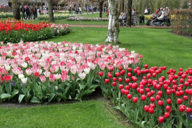 Der Keukenhof in Lisse nahe Amsterdam, ein Tulpen-Paradies Der Keukenhof in Lisse nahe Amsterdam, ein Tulpen-Paradies