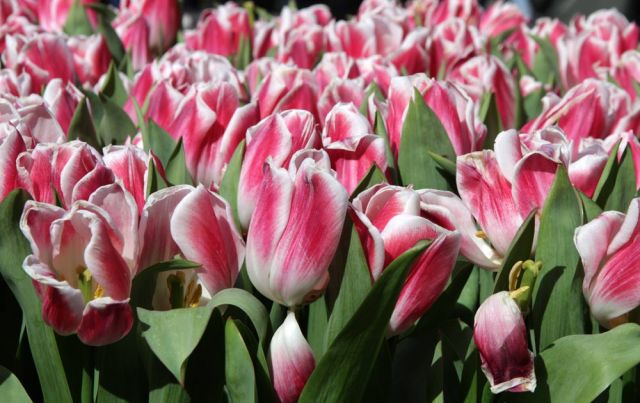 Der Keukenhof in Lisse nahe Amsterdam, ein Tulpen-Paradies Der Keukenhof in Lisse nahe Amsterdam, ein Tulpen-Paradies