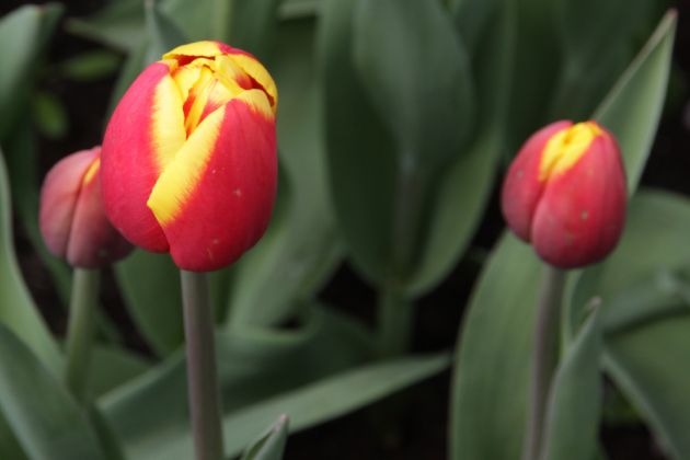 Der Keukenhof in Lisse nahe Amsterdam, ein Tulpen-Paradies Der Keukenhof in Lisse nahe Amsterdam, ein Tulpen-Paradies