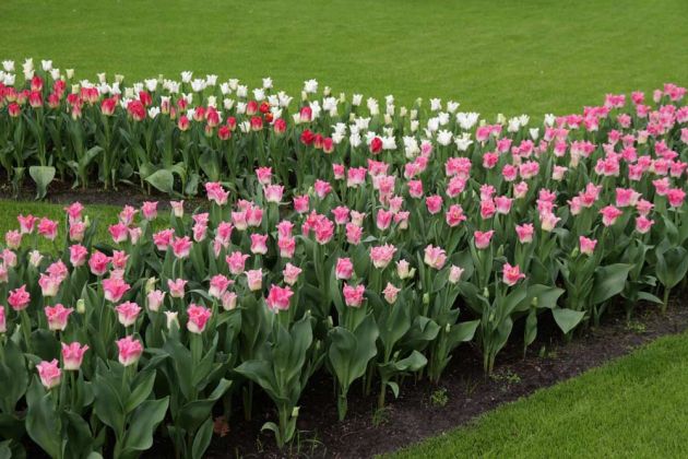 Der Keukenhof in Lisse nahe Amsterdam, ein Tulpen-Paradies Der Keukenhof in Lisse nahe Amsterdam, ein Tulpen-Paradies