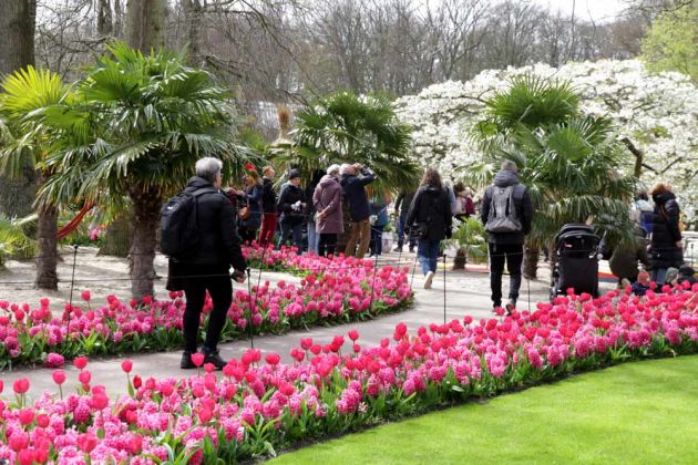 Der Keukenhof in Lisse nahe Amsterdam, ein Tulpen-Paradies Der Keukenhof in Lisse nahe Amsterdam, ein Tulpen-Paradies