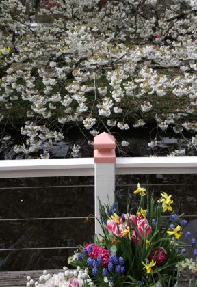 Eine Blütenpracht im Keukenhof in Lisse nahe Amsterdam Eine Blütenpracht im Keukenhof in Lisse nahe Amsterdam