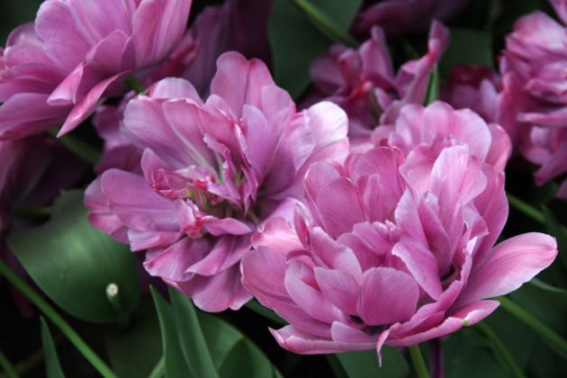 Der Keukenhof in Lisse nahe Amsterdam, ein Tulpen-Paradies Der Keukenhof in Lisse nahe Amsterdam, ein Tulpen-Paradies