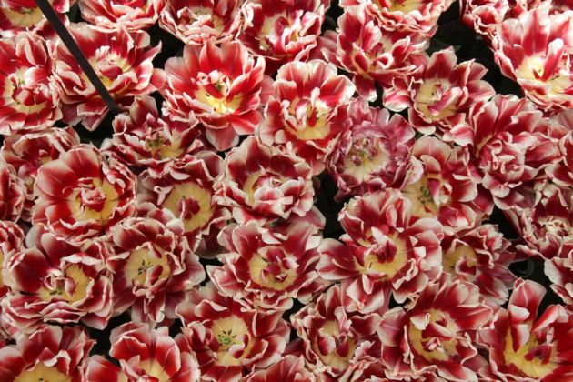 Der Keukenhof in Lisse nahe Amsterdam, ein Tulpen-Paradies Der Keukenhof in Lisse nahe Amsterdam, ein Tulpen-Paradies